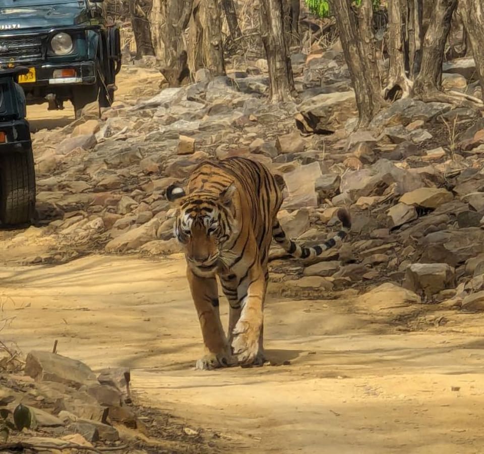 Picture of Taj Mahal, Tiger, and Temple: 5-Day North India Adventure