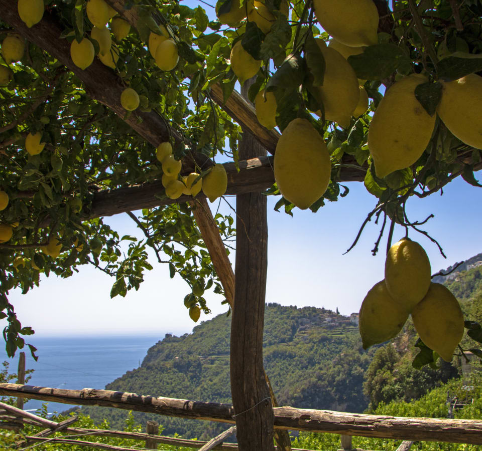 Picture of Lemon Path Discovery: Hiking the Enchanting Amalfi Coast