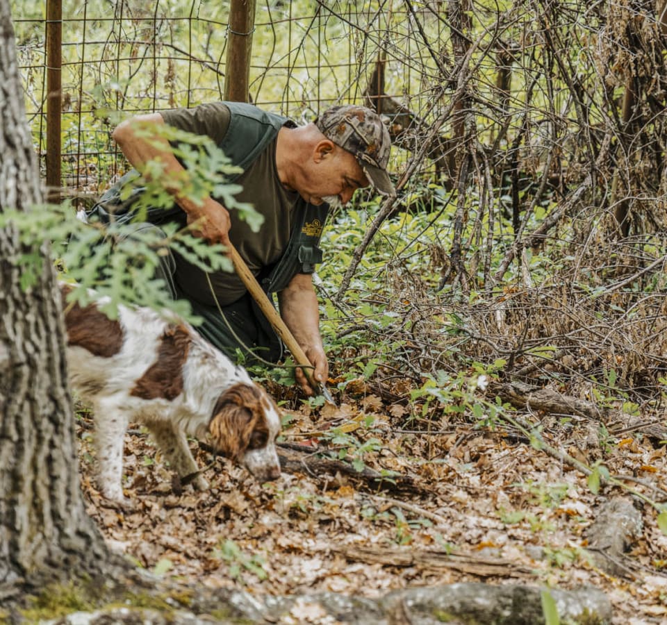 Picture of Truffle Hunting & Tuscan Cooking Experience on a Traditional Farm
