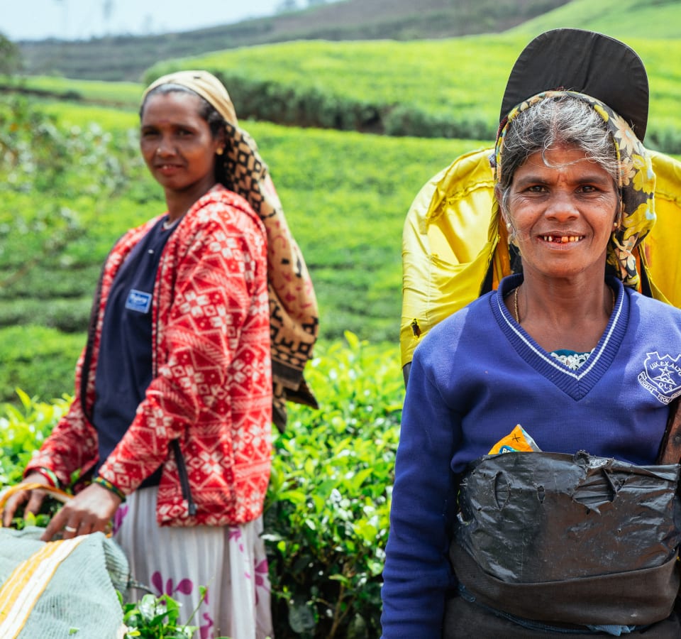 Picture of City Escape: Nuwara Eliya Day Trip