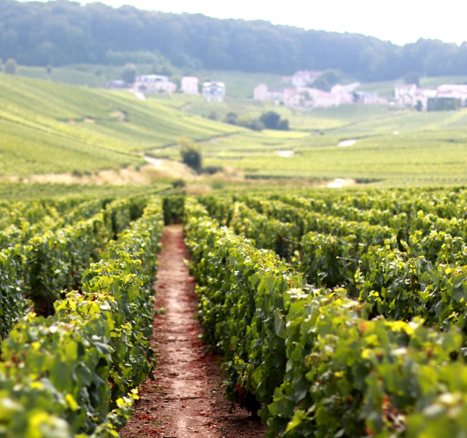 Picture of VIP Day Trip to Champagne with a Wine Expert