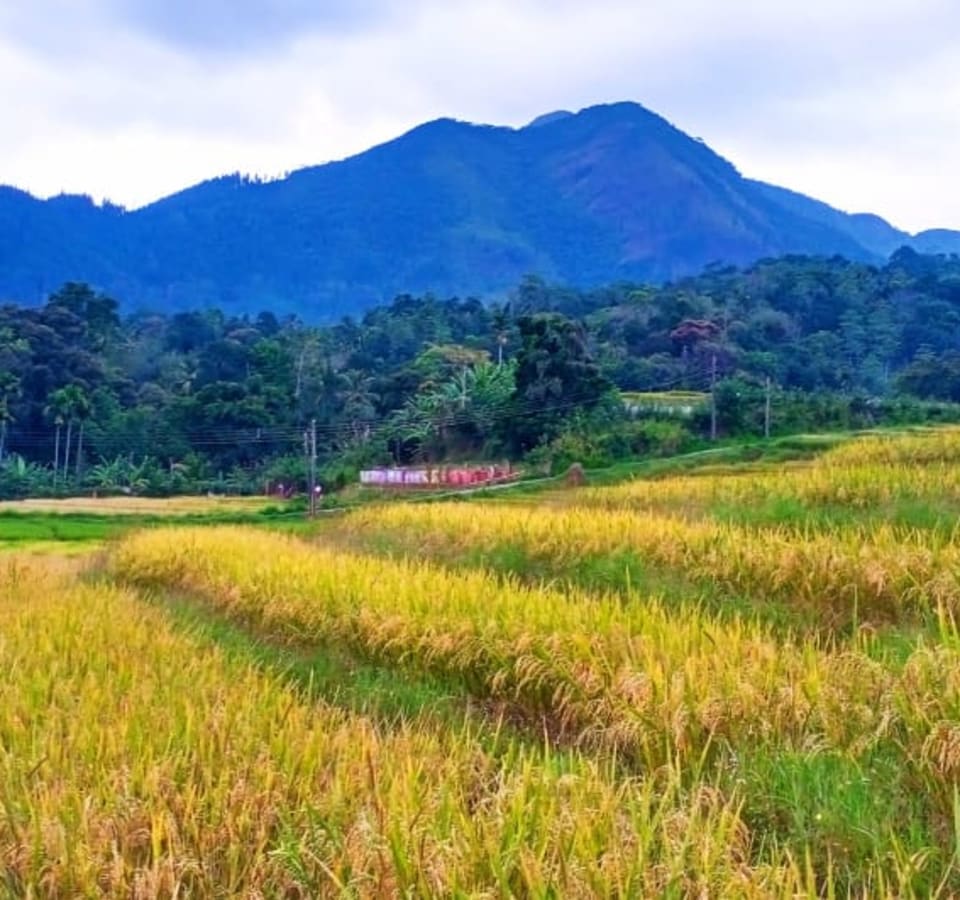 Picture of Authentic Sri Lankan Village Trek including Lunch