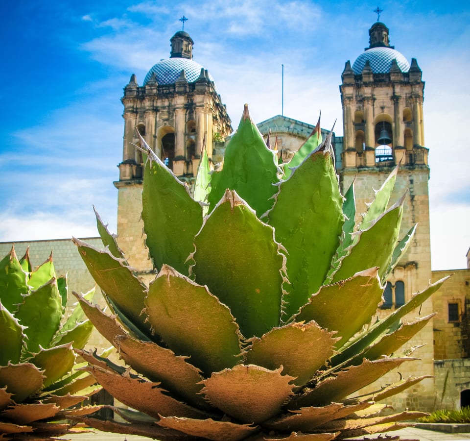 Picture of Withlocals Your Way! - Oaxaca City Tour