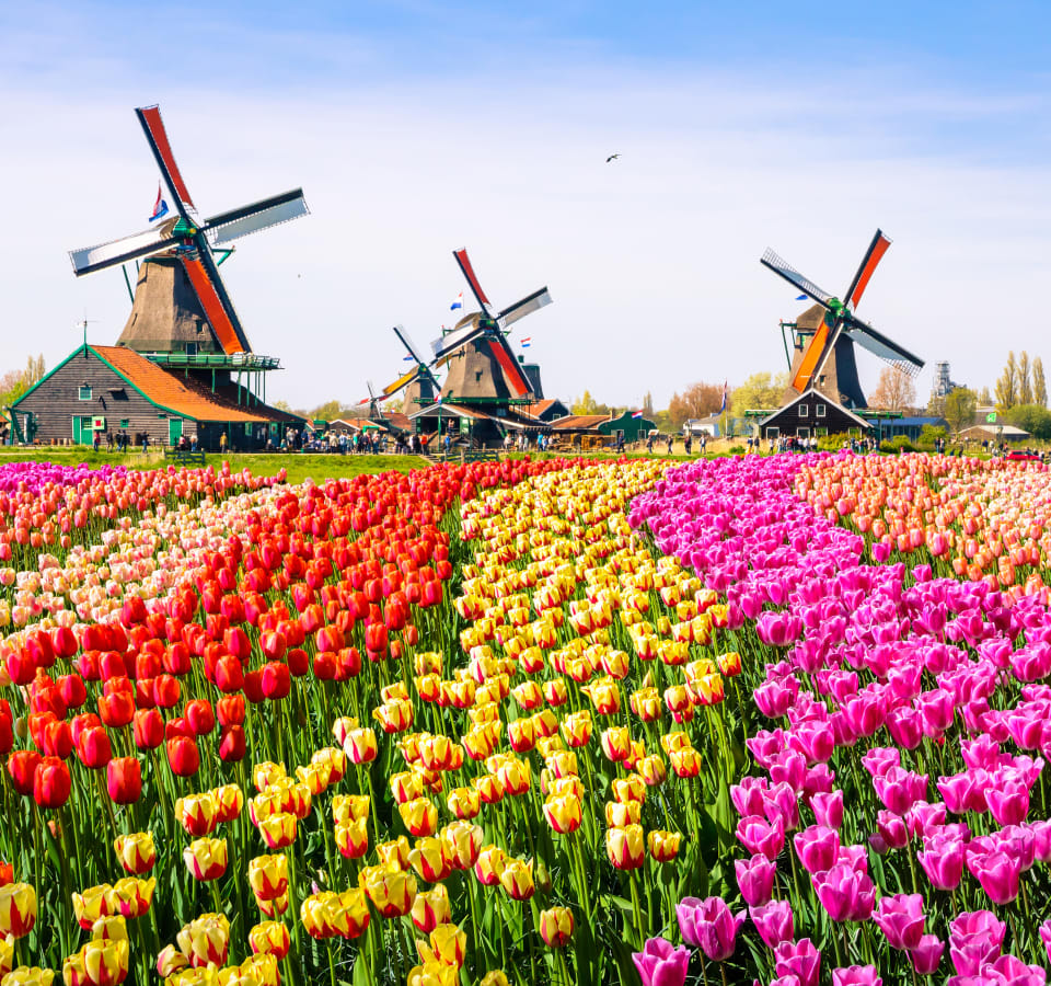 Picture of Keukenhof in Full Bloom: A Private Tour with a Local Guide