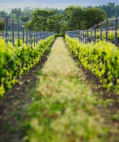Private Day Trip to Chablis with a wine expert