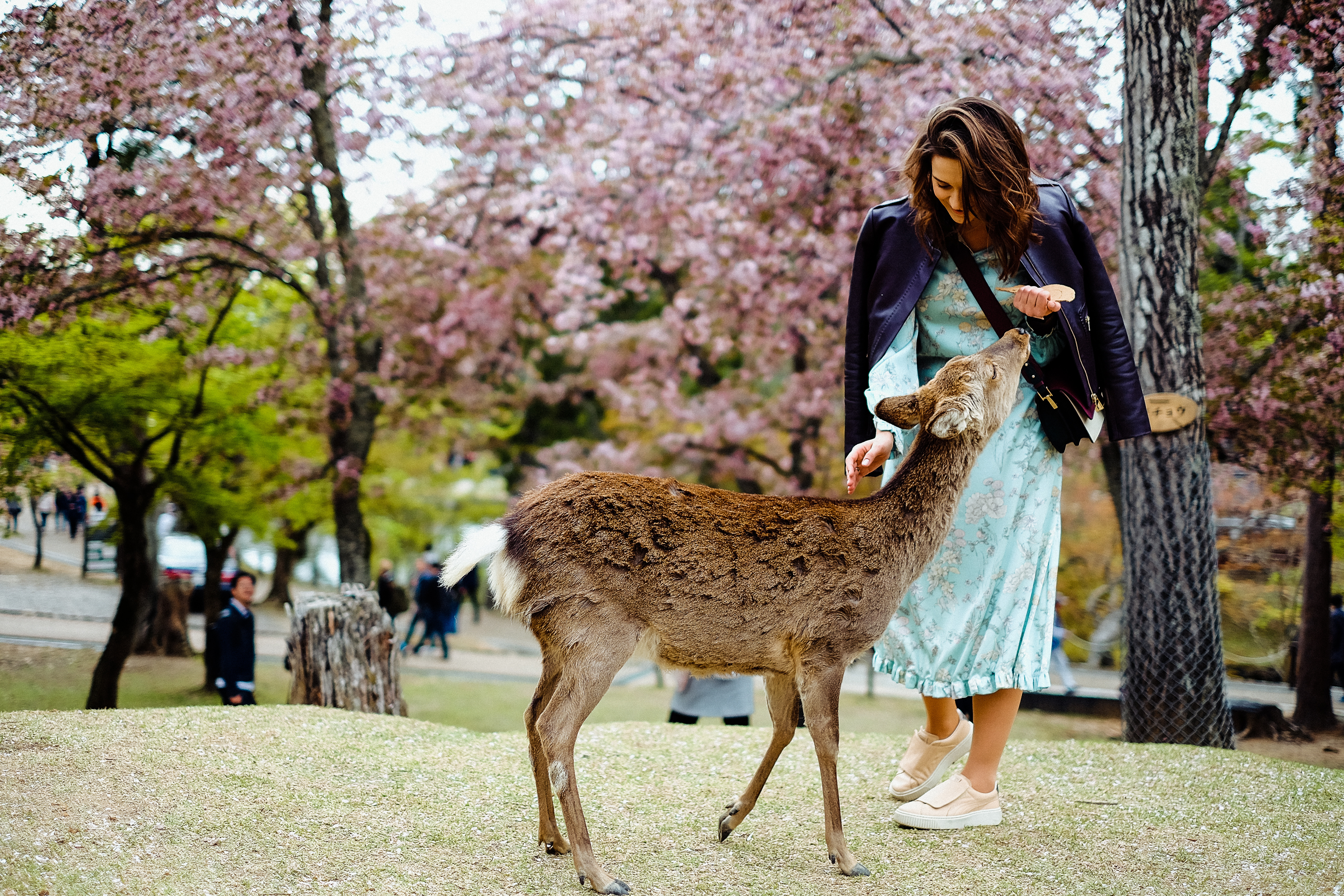 Withlocals Your Way! : Day Trip from Kobe