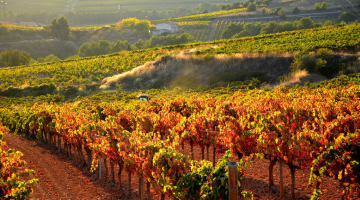 Local Wine Cava Tapas In Heart Of The Penedes Withlocals