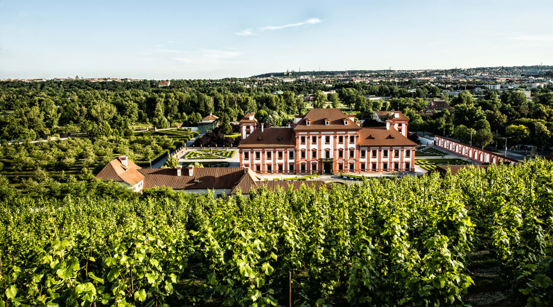 Prague S Hidden Vineyards Wine Tastings Withlocals