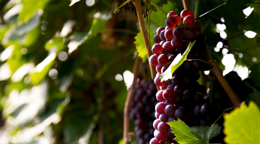 The Amarone Wine Experience 3 Wineries Plus Lunch Withlocals