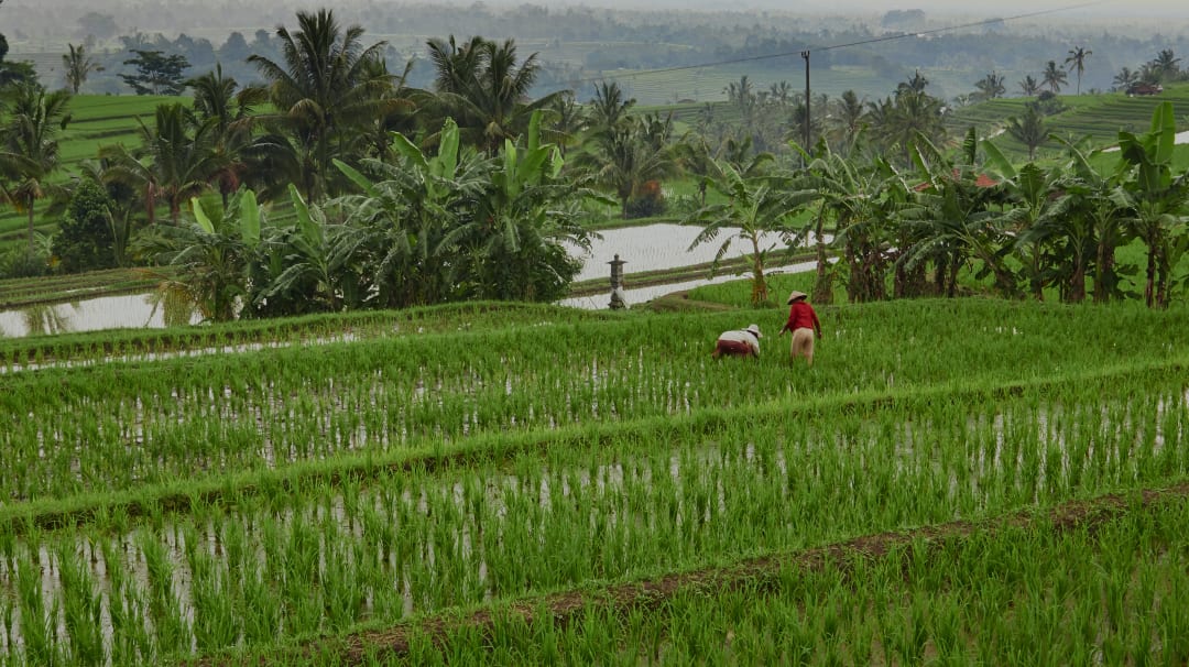 Trekking Terrasses Riziere De Jatiluwih Withlocals