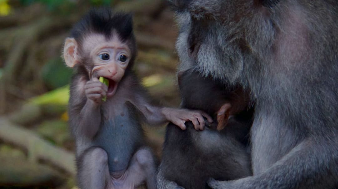 Gita A Ubud E Tour Della Foresta Delle Scimmie Withlocals