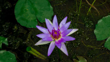 Royal Botanical Garden Tours in Colombo