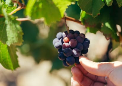 Wine Tasting at an Authentic Family Winery with a native winemaker!  in Rome - 11332de1f32b363abc72aa8c87b66284