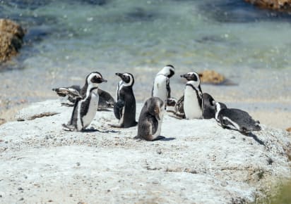 City Escape: Cape Peninsula Day Trip in Cape Town - 2ecb9a9600570e2dbce6763af056ca36
