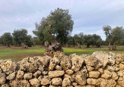 Wheels and Waves: Cycling through Olive Groves to the Sea in Bari - 3a80adf0df0244e945adca281d00df4b