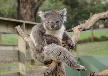 Full-Day Private Australian Wildlife Tour of Phillip Island in Melbourne - 40406292d8cd6c0078f42277668a3459