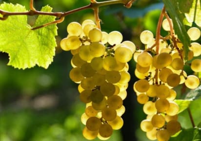Private Day Trip: Burgundy with a Wine Expert in Paris - 4a5863a72f1fff4a107dd191151392a0