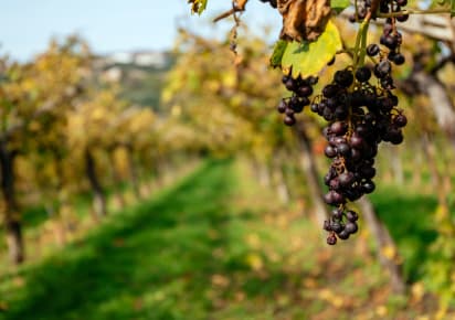 Wine, walk and culture day! in Bologna - 689a46678247cb2095f046505ca60584