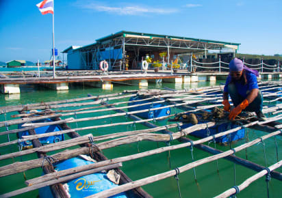 Pearl of the Andaman: A Journey to Phuket's Local Pearl Farm in Tambon Wichit - 77581be352511202be711f91324e88f1