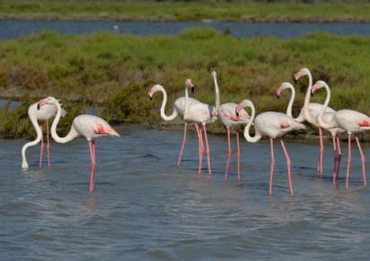 Cagliari Discovery: Flamingos, Archaeology & Aperitif in Cagliari - 7ff44d31e10cd5e1c634f66b23b73493