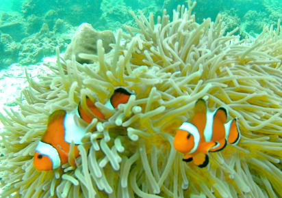 Coral Island Full day tour by private longtail boat in Phuket - a26f66416bac1884ca728a9d7fef39d9