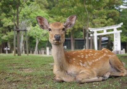 Cruise Shore Excursion: Nara Highlights  in Kobe - a28f012c1072e04bbd630f80e35f6efb
