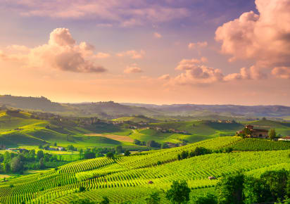 Wine and Truffle tasting in Langhe in Turin - a34b840eba6344374c8b762c76018acf