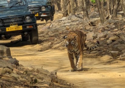 Taj Mahal, Tiger, and Temple: 5-Day North India Adventure in Agra - a4e5d164ac5682fa812b1a94c8f2c282