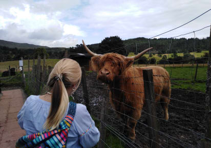 Stirling Castle, Trossachs National Park & Highland Cows Day Trip in Edinburgh - ceed6d15dc2070013d8a2f904b302e4a