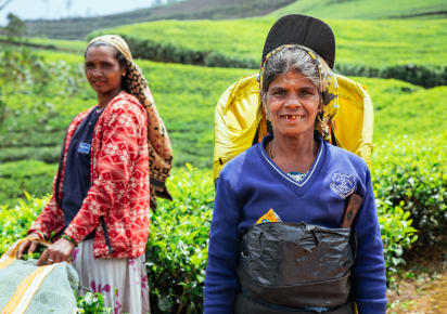 City Escape: Nuwara Eliya Day Trip in Kandy - d982db99d3ec18ff73983a262ee3b0d1