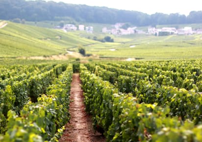 VIP Day Trip to Champagne with a Wine Expert in Paris - da44c6d9caf6f850088291e33b8fa792