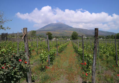 Pompeii & Vesuvius: Day Trip with Lunch and Wine Tasting in Naples - AdobeStock_505082700.jpg