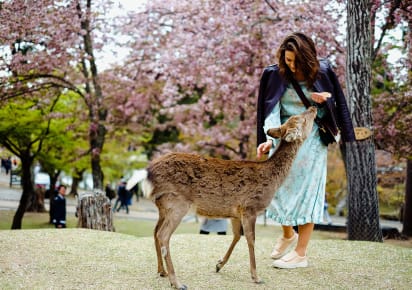 Withlocals Your Way! : Day Trip from Kobe in Kobe - Kobe_Day_Trip2.jpg