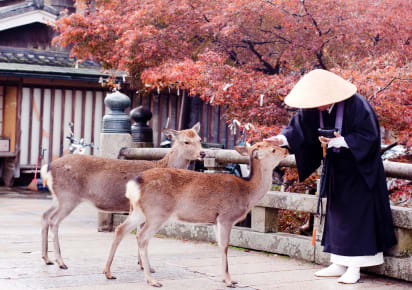 Treasures of Nara: Deer & Divinity Tour in Nara - Nara_Nara_Park_MAIN.jpg