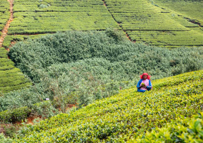 Day Trip to Cameron Highlands in Kuala Lumpur - df15b0bba6deeb9276a36ad2d7778380