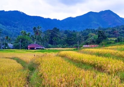 Authentic Sri Lankan Village Trek including Lunch in Kandy - e60fd3e7ac48e6682d8964773604e2d3