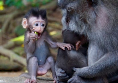 Ubud Sightseeing & Monkey Forest Tour in Bali - l7roimrfey8su4qqrljm