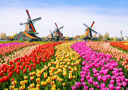 Keukenhof in Full Bloom: A Private Tour with a Local Guide in Amsterdam - AdobeStock_126326810