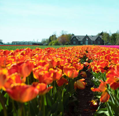 Private Tour To Dutch Tulip Fields And Small Towns Withlocals