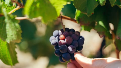 Wine Tasting at an Authentic Family Winery with a native winemaker!  in Rome - 11332de1f32b363abc72aa8c87b66284