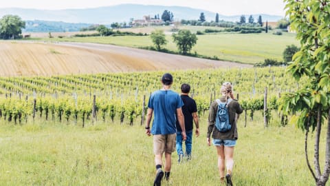 Agro-Hike & Wine & Olive Oil Tasting in Colle Val d'Elsa in Siena - 1719182eb87baf95d580a09a1db1b5d0