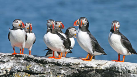 Private South Coast tour with a Local Guide in Reykjavik - 2515cab07bc4430d8ad9b949df309046