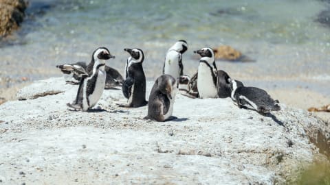 City Escape: Cape Peninsula Day Trip in Cape Town - 2ecb9a9600570e2dbce6763af056ca36