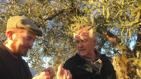 Ancient Olive Trees & Award-Winning Olive Oil Tasting Experience in Valncia - 37ac5364192f8a84fe545a69391c65ee