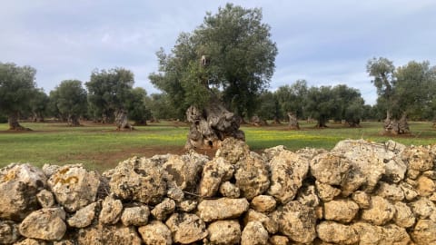 Wheels and Waves: Cycling through Olive Groves to the Sea in Bari - 3a80adf0df0244e945adca281d00df4b