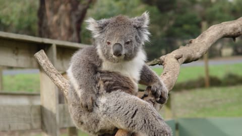 Full-Day Private Australian Wildlife Tour of Phillip Island in Melbourne - 40406292d8cd6c0078f42277668a3459