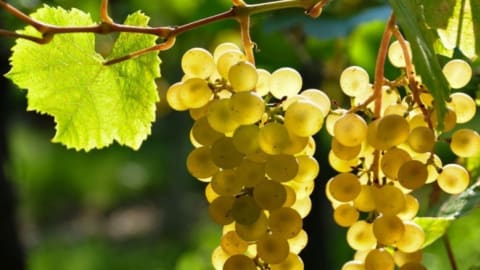 Private Day Trip: Burgundy with a Wine Expert in Paris - 4a5863a72f1fff4a107dd191151392a0