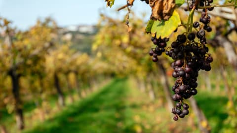 Wine, walk and culture day! in Bologna - 689a46678247cb2095f046505ca60584