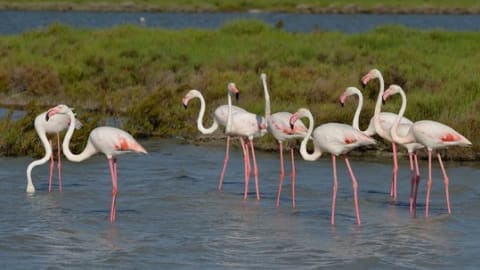 Cagliari Discovery: Flamingos, Archaeology & Aperitif in Cagliari - 7ff44d31e10cd5e1c634f66b23b73493