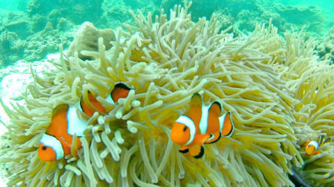 Coral Island Full day tour by private longtail boat in Phuket - a26f66416bac1884ca728a9d7fef39d9